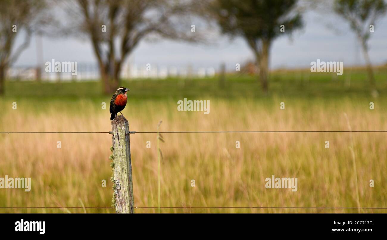 Oiseau connu pour les étoiles (sturnus defilippii). Aube nuageux dans la région du biome pampa. Oiseau de l'ordre des Passeriformes de la famille des Icteridae. Brésilien Banque D'Images