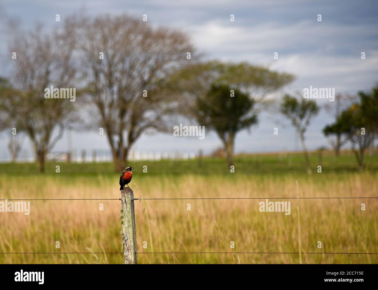 Oiseau connu pour les étoiles (sturnus defilippii). Aube nuageux dans la région du biome pampa. Oiseau de l'ordre des Passeriformes de la famille des Icteridae. Brésilien Banque D'Images
