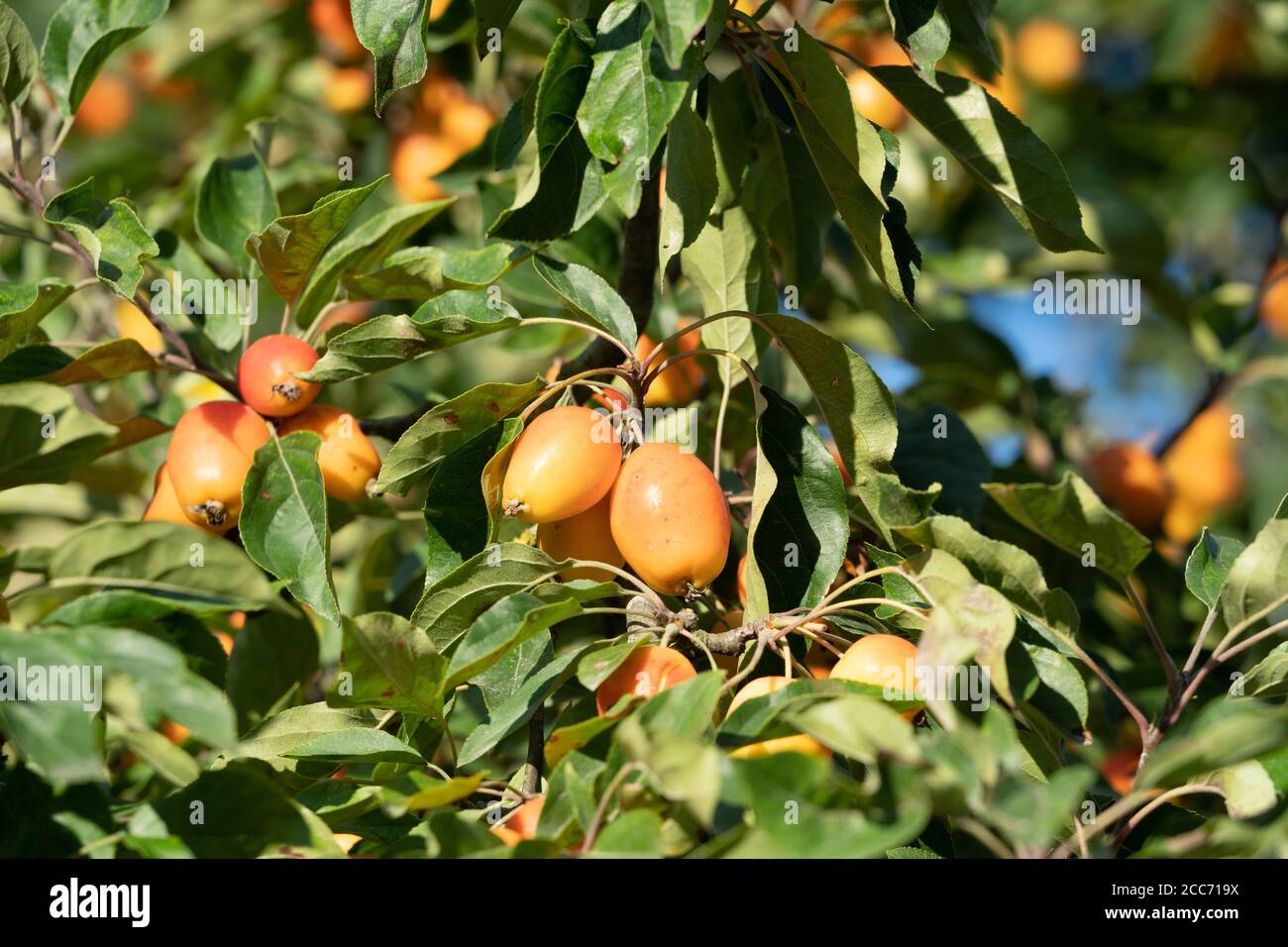 Kaki orange mûr accroché sur des branches d'arbres avec un feuillage vert en été Banque D'Images