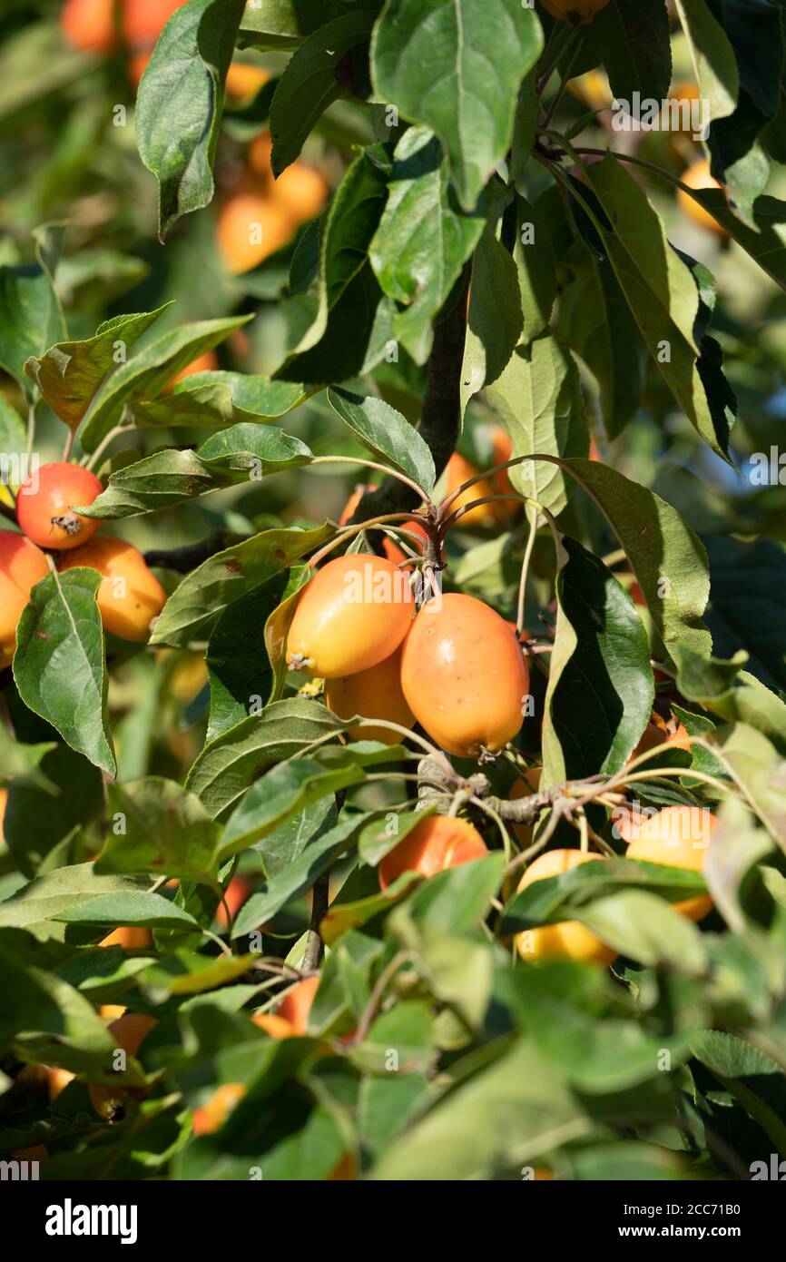 Kaki orange mûr suspendu à des branches d'arbres avec des feuilles vertes dans le soleil d'été Banque D'Images