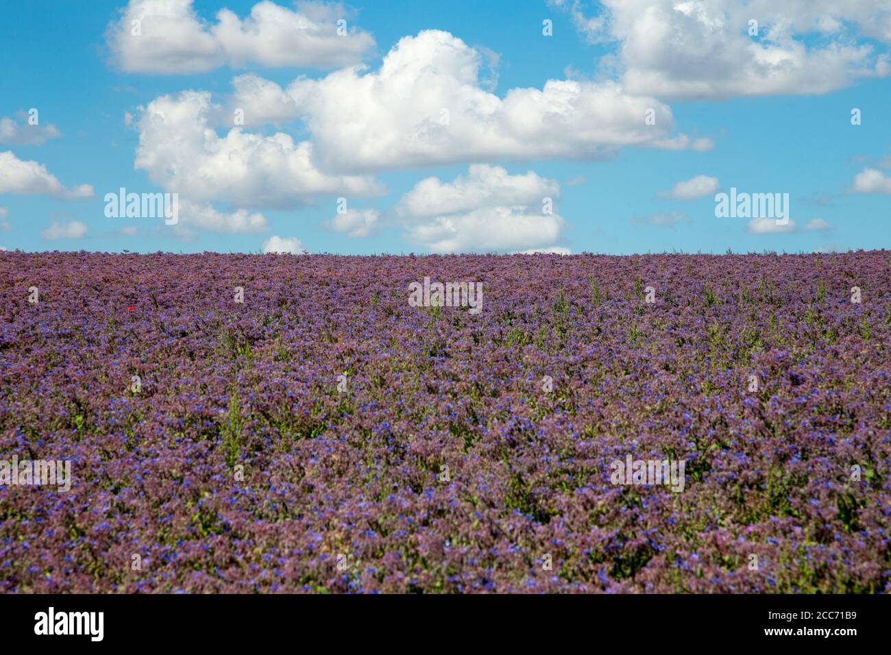 Champ de culture de bourrache (étoiles de fleurs) dans le Wiltshire, en Angleterre Banque D'Images