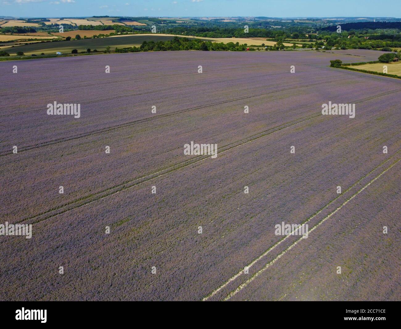 Champ de culture de bourrache (étoiles de fleurs) dans le Wiltshire, en Angleterre Banque D'Images