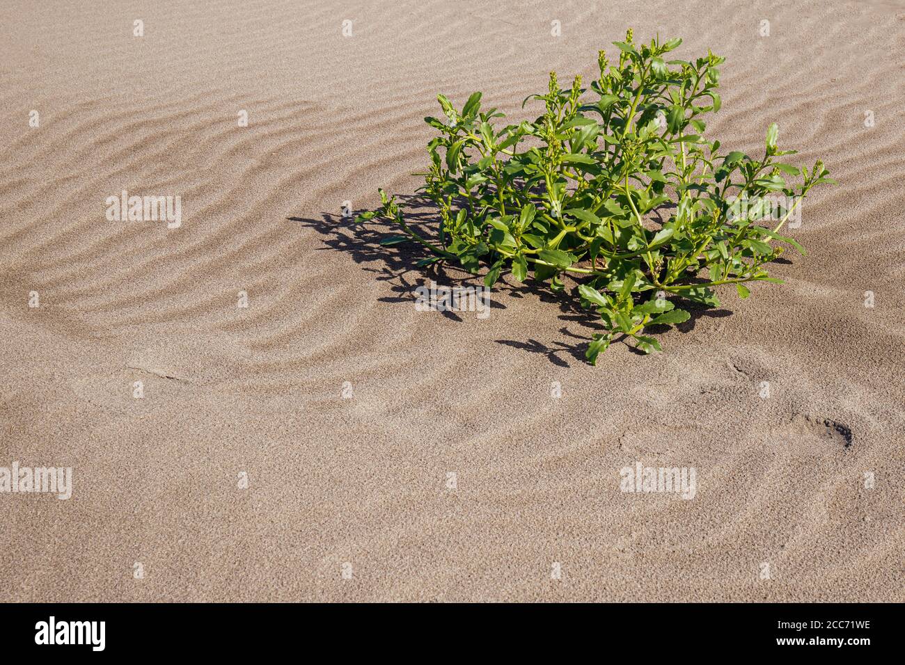 Green Plant sur Sandy, plage d'océan balayée par le vent Banque D'Images