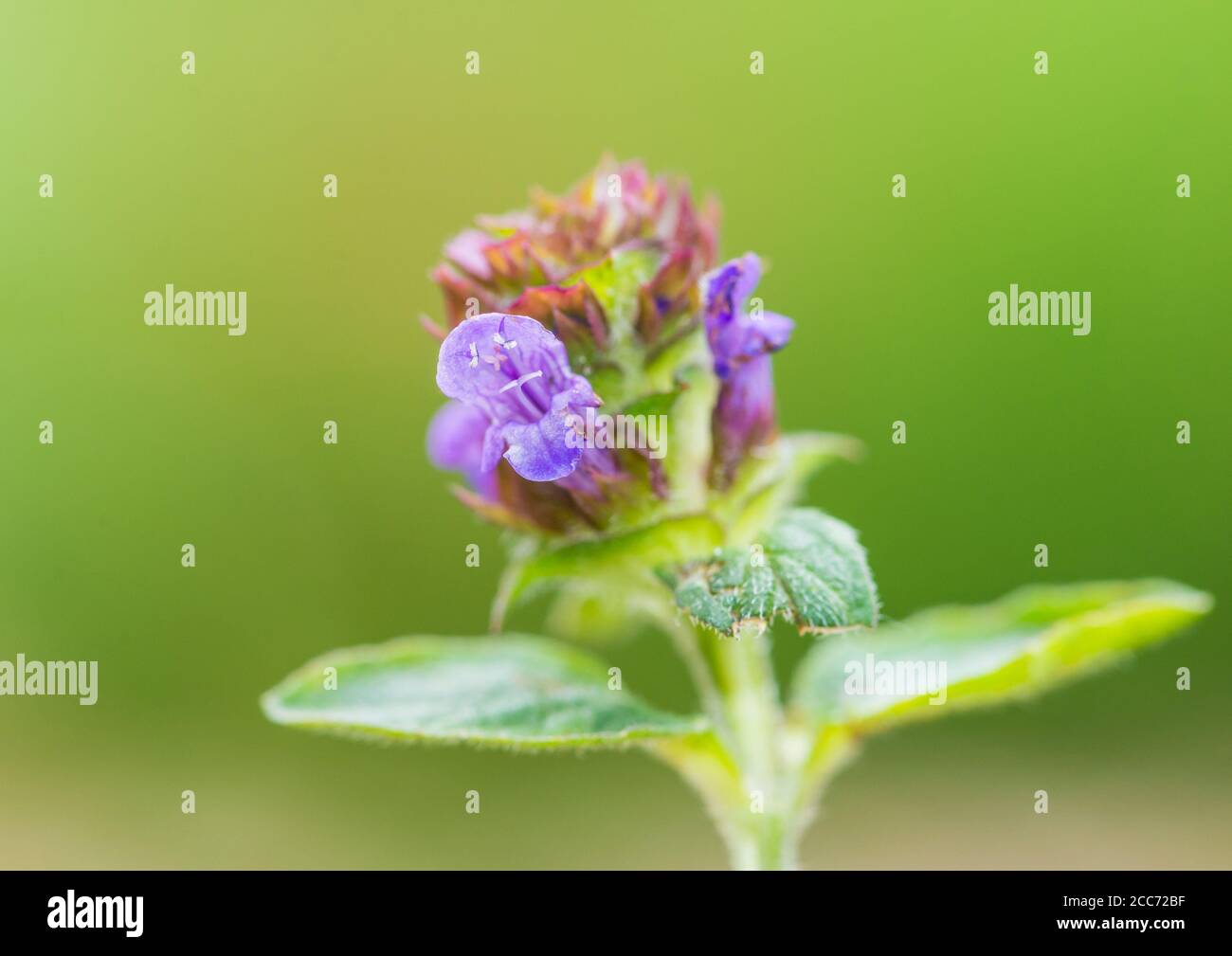 Photo macro d'une tête de fleur autocicatrelle commune. Banque D'Images