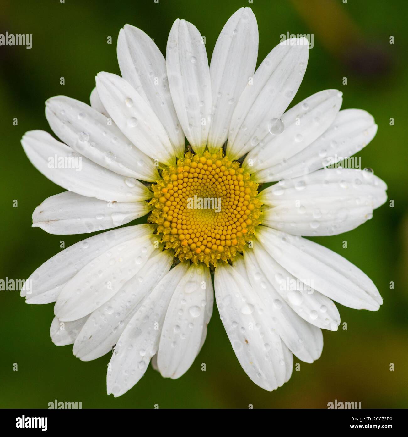 Un plan macro sur une fleur marguerite oxeye humide. Banque D'Images