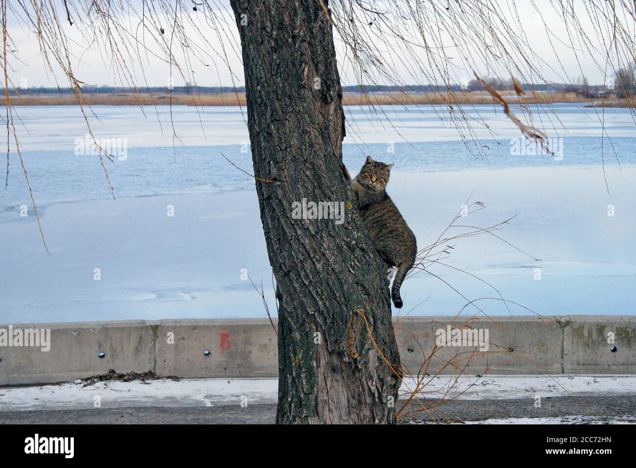 Chat gris rayé grimpant un saule par temps froid d'hiver. Photo d'animal de compagnie parasite, rivière bleue sur le fond, neige, ciel couvert Banque D'Images