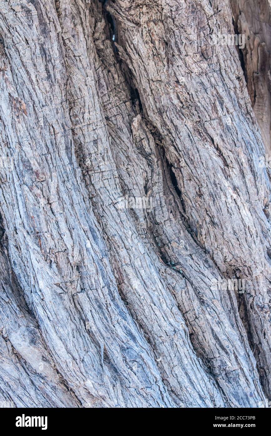 Tronc texturé d'un vieil olivier élément de design naturel. Texture d'un tronc un vieil olivier. Macro d'une écorce d'olivier. Backgroun en bois d'olive Banque D'Images