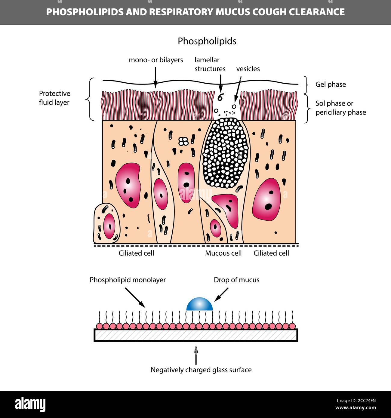 Cellule Ciliee Banque D Images Vectorielles Alamy