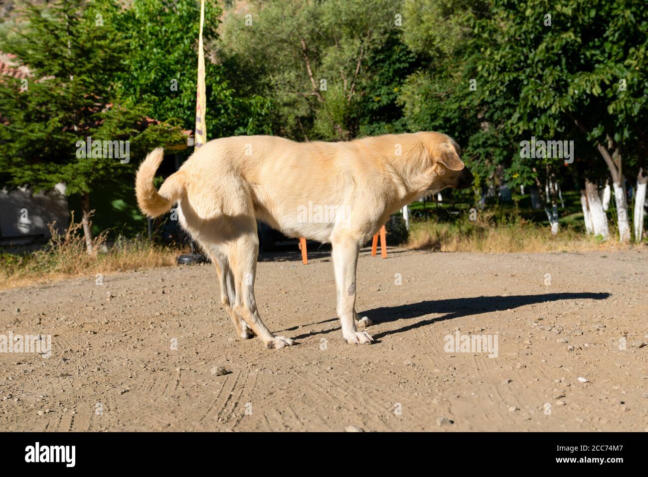 ​​trying malade et solitaire chien errant à se tenir et ses ombre au sol Banque D'Images