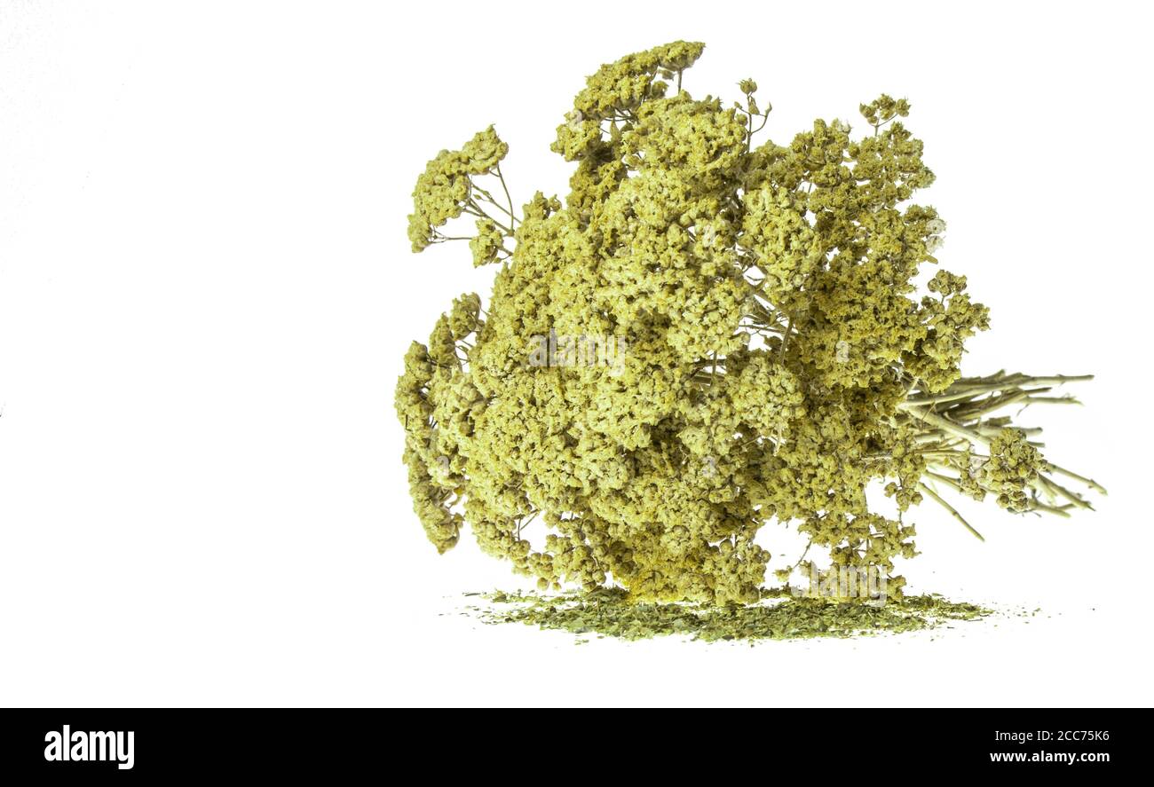 Bouquet d'herbes naturelles d'origan isolées sur fond blanc. Épices d'assaisonnement à l'origan grec isolées. Copier l'espace pour le texte. Épices et herbes isolées. Banque D'Images