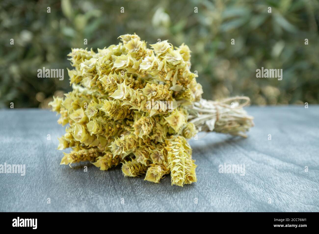 Bouquet de thé de montagne Malotira sur une table en bois. Tisane traditionnelle grecque. sideritis de thé de montagne grec. Herbes grecques naturelles sur fond naturel. Banque D'Images