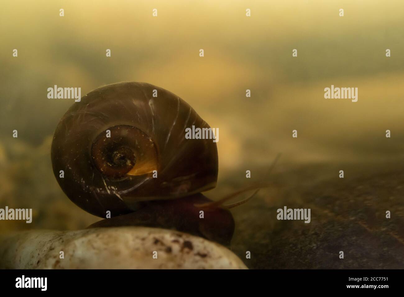 Escargot D Eau Douce Banque D Image Et Photos Alamy Escargot D Eau Douce Banque D Image Et Photos Alamy