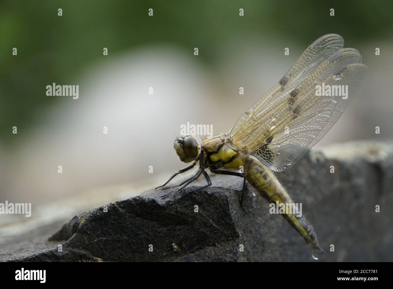 Männlicher Vierflack-Libelle (Libellula quadrimaculata) Am Gartenteich, Weilerswist, Nordrhein-Westfalen, Allemagne Banque D'Images