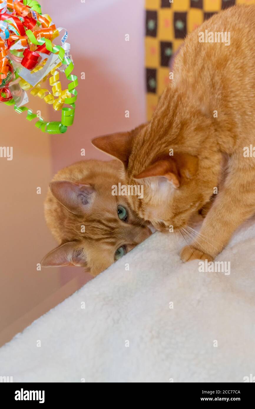 Gabby, un chat domestique de shorthair tabby orange Banque D'Images