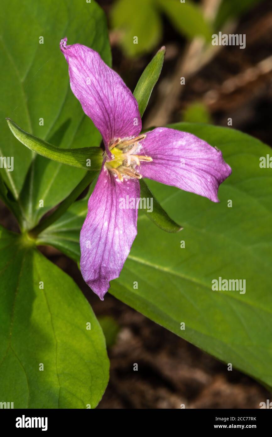 Pacifique, Ouest, Wakerobin occidental ou Trillium blanc (Trillium ovatum) Banque D'Images