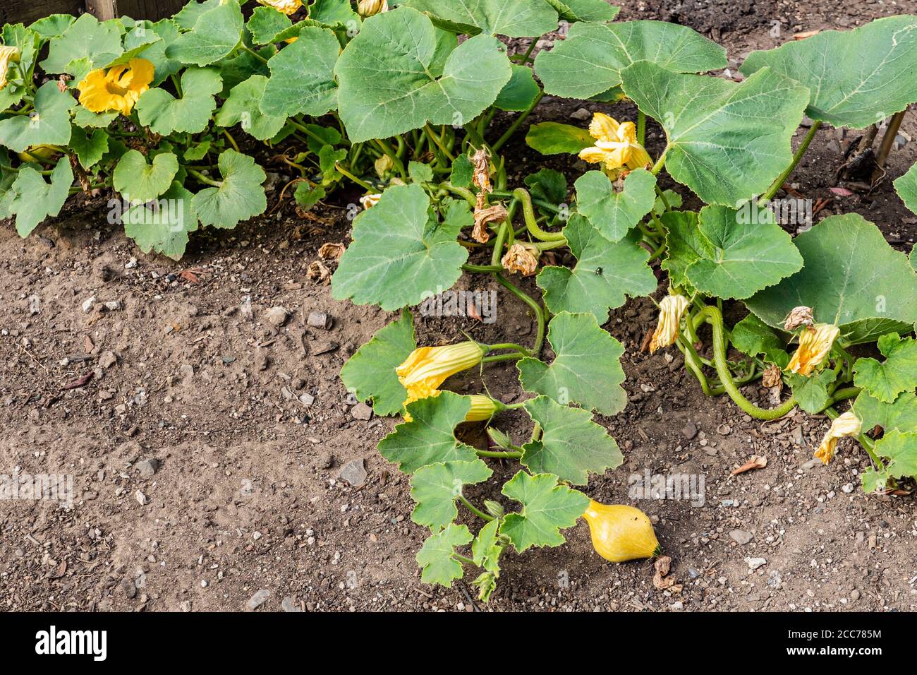 Squash poussant dans un jardin d'intérieur Banque D'Images