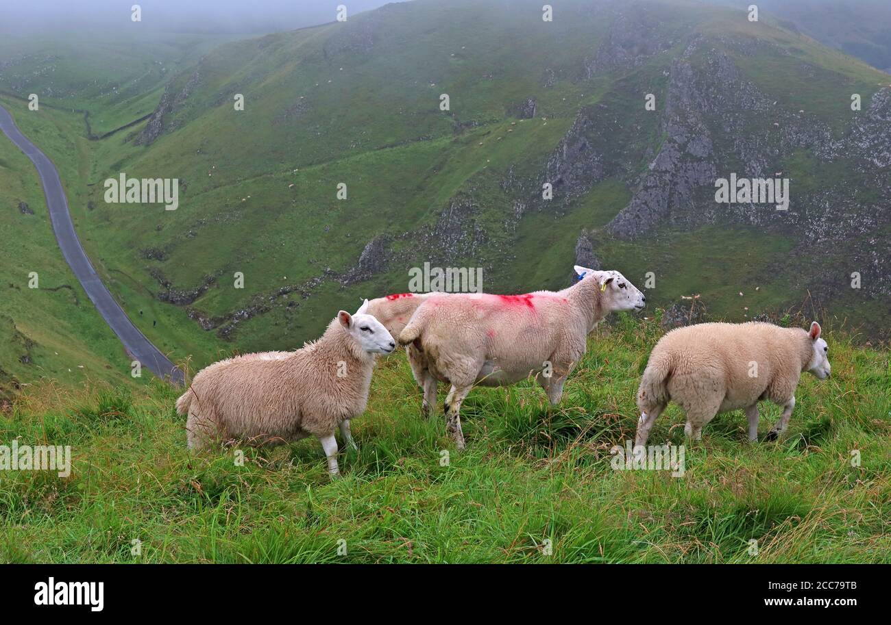 Moutons paître à Winnats Pass, Castleton, Hope Valley, High Peak, Derbyshire, Angleterre, Royaume-Uni, S33 8WA Banque D'Images