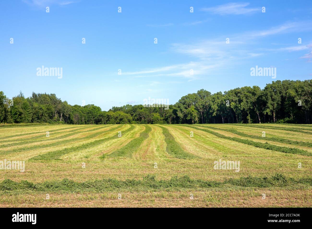 Arrière-plan agricole avec champ de luzerne fraîchement coupée et lignes de tête menant à l'espace de copie dans le ciel. Banque D'Images