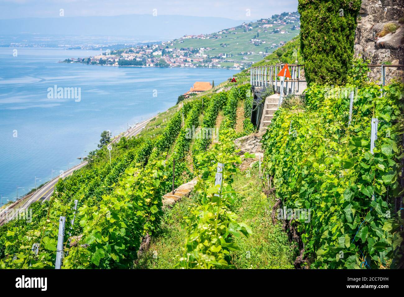 Vignobles en terrasse et vue sur le lac de Genève à Dezaley Lavaux Vaud Suisse Banque D'Images