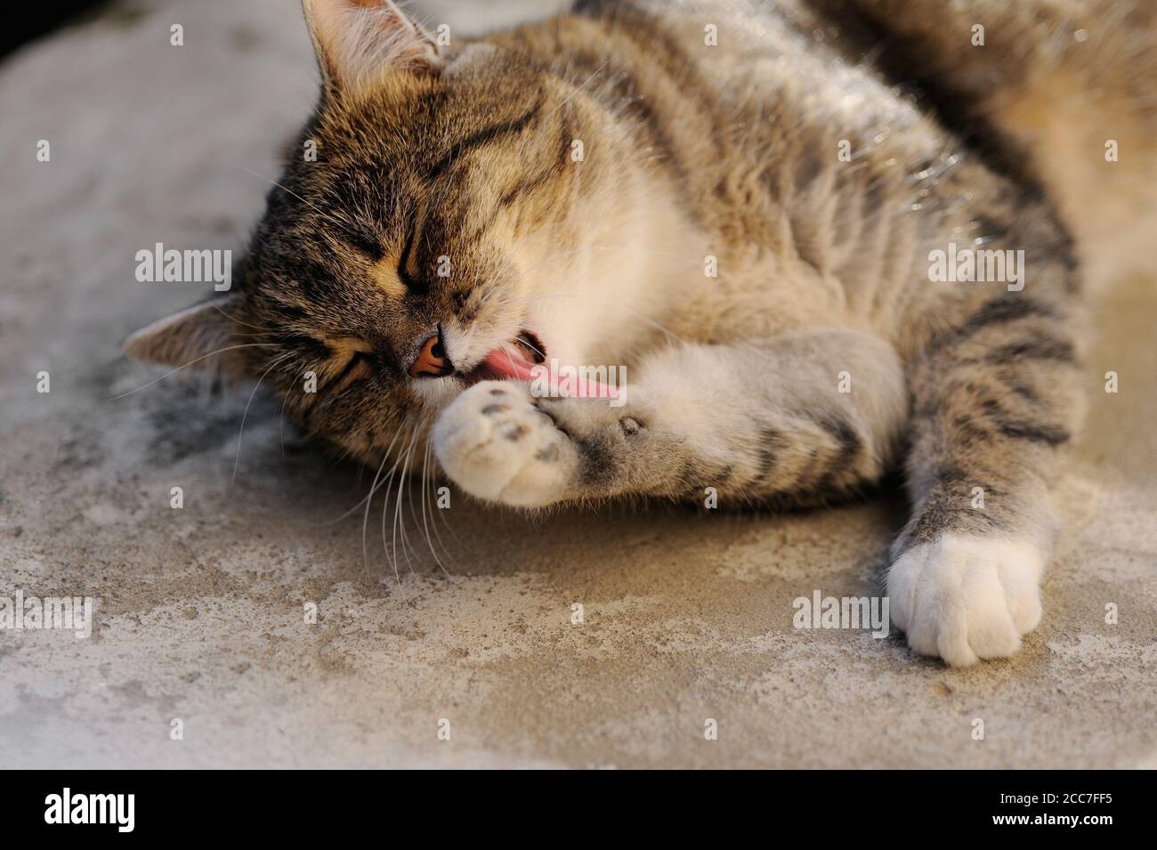 Le chat se trouve sur le sol au soleil et lave sa patte de lécher dans l'air frais. Banque D'Images