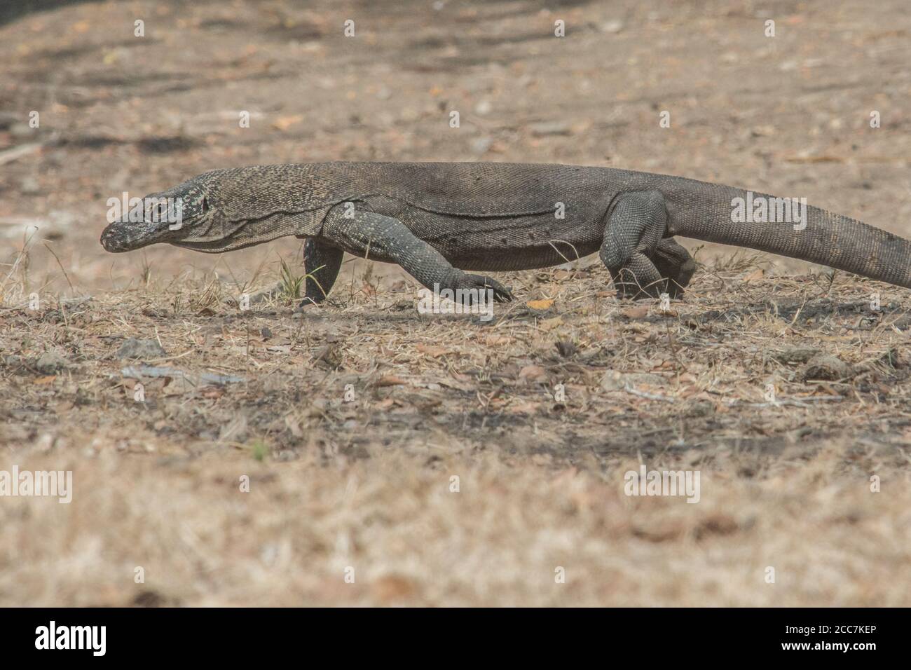 Un jeune dragon Komodo (Varanus komodoensis), encore petit, il doit éviter les adultes de la même espèce qu'ils peuvent le manger. Banque D'Images