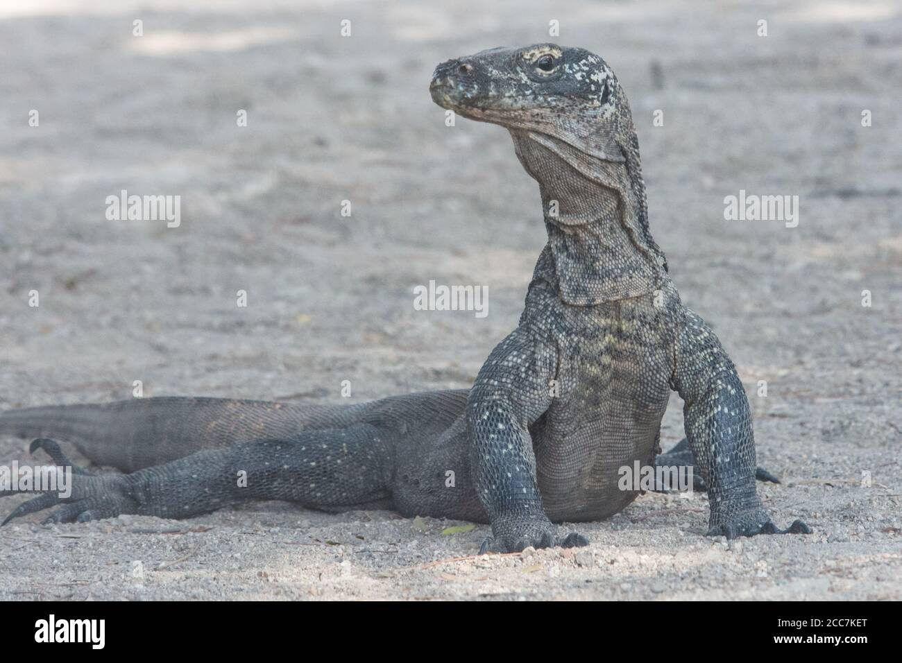 Un jeune dragon Komodo (Varanus komodoensis), encore petit, il doit éviter les adultes de la même espèce qu'ils peuvent le manger. Banque D'Images