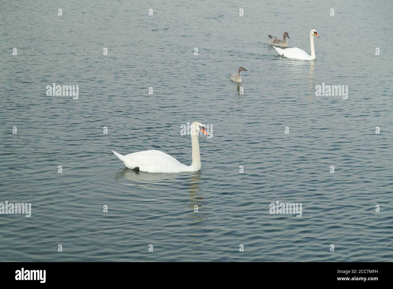 famille des cygnes sur le lac, parents avec deux jeunes cygnes nageant confortablement sur le lac, atmosphère calme agréable, beaucoup d'amour et de chaleur, le jour, personne Banque D'Images