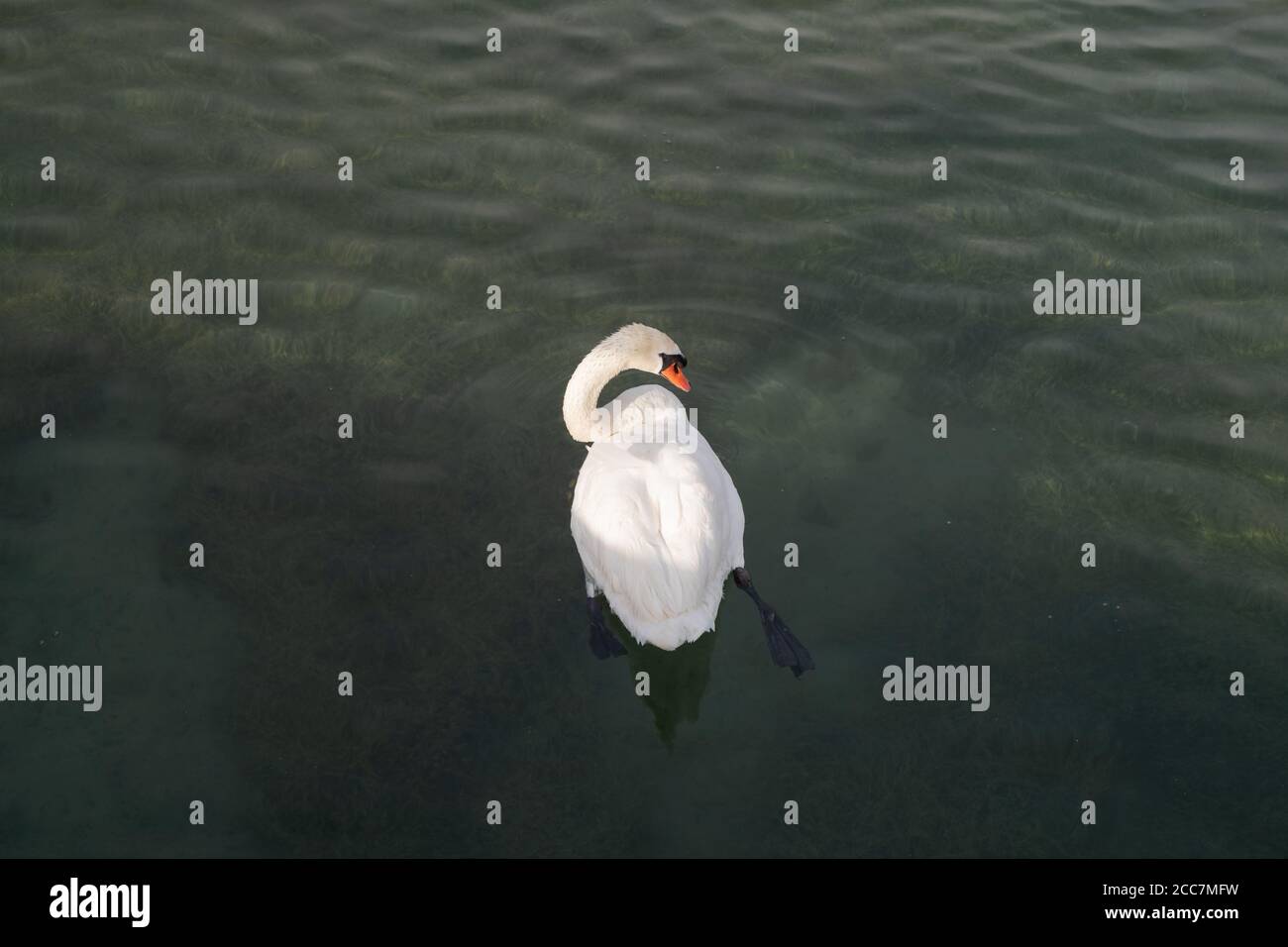 swan photographié à l'œil d'un oiseau, nageant sur l'eau et tournant sa tête sur le côté au coucher du soleil, sa jambe avec l'ailette s'étira Banque D'Images