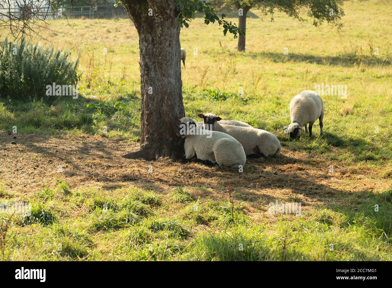 moutons couchés sous un arbre sur un pré brun-vert pour se protéger du soleil en arrière-plan un troisième mouton mangeant de l'herbe, pas de personnes par jour Banque D'Images