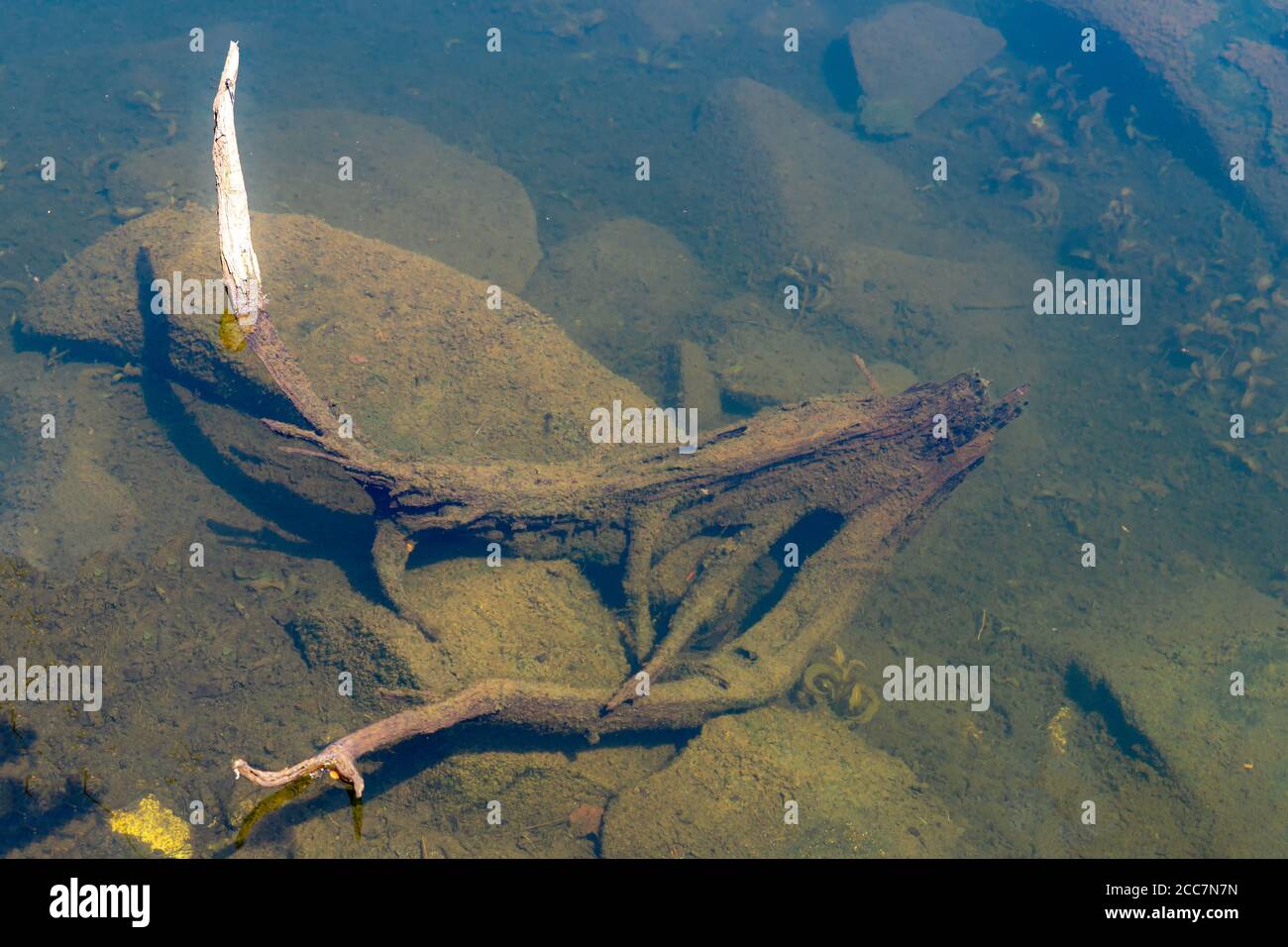 Une branche submergée dans l'eau. La branche, les rochers dans l'eau et le fond du lac sont recouverts d'algues vertes sales. Banque D'Images