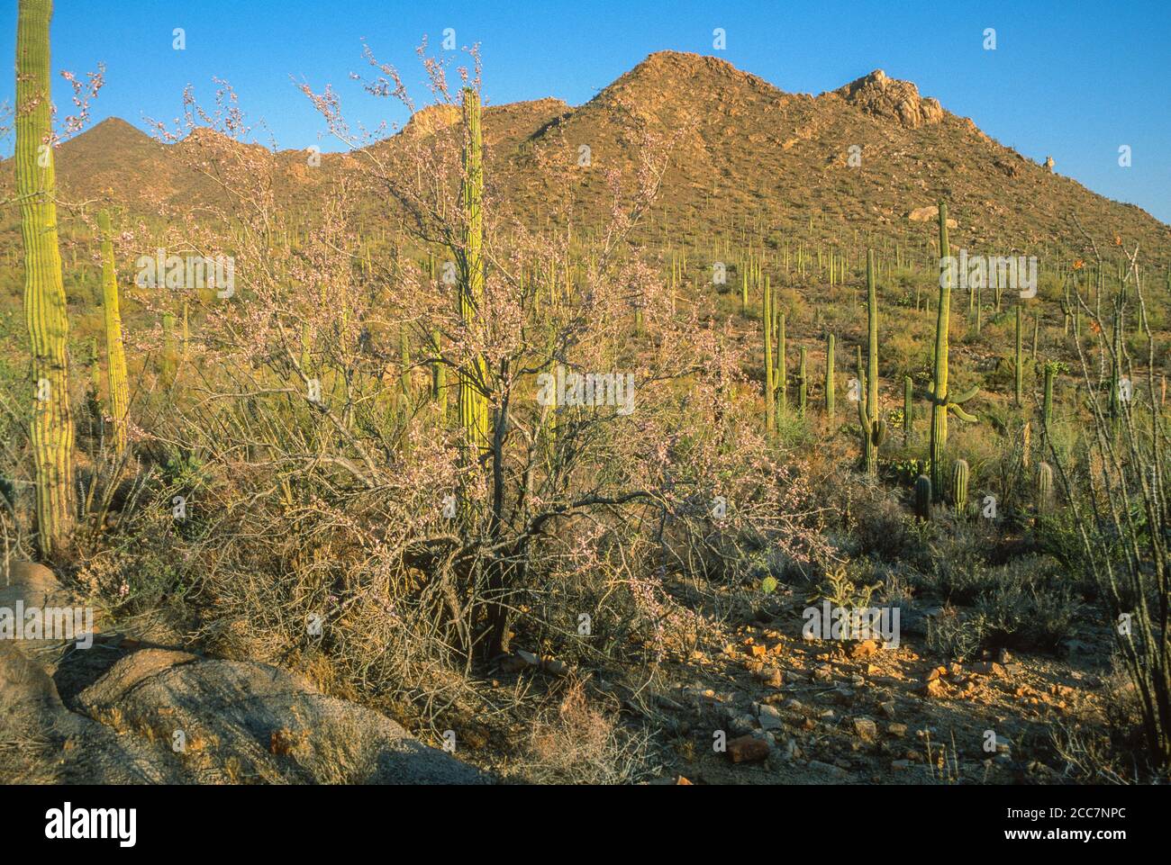 Ironwood Tree poussant devant Saguaro Cactus, parc national de Saguaro, Arizona, États-Unis. Banque D'Images