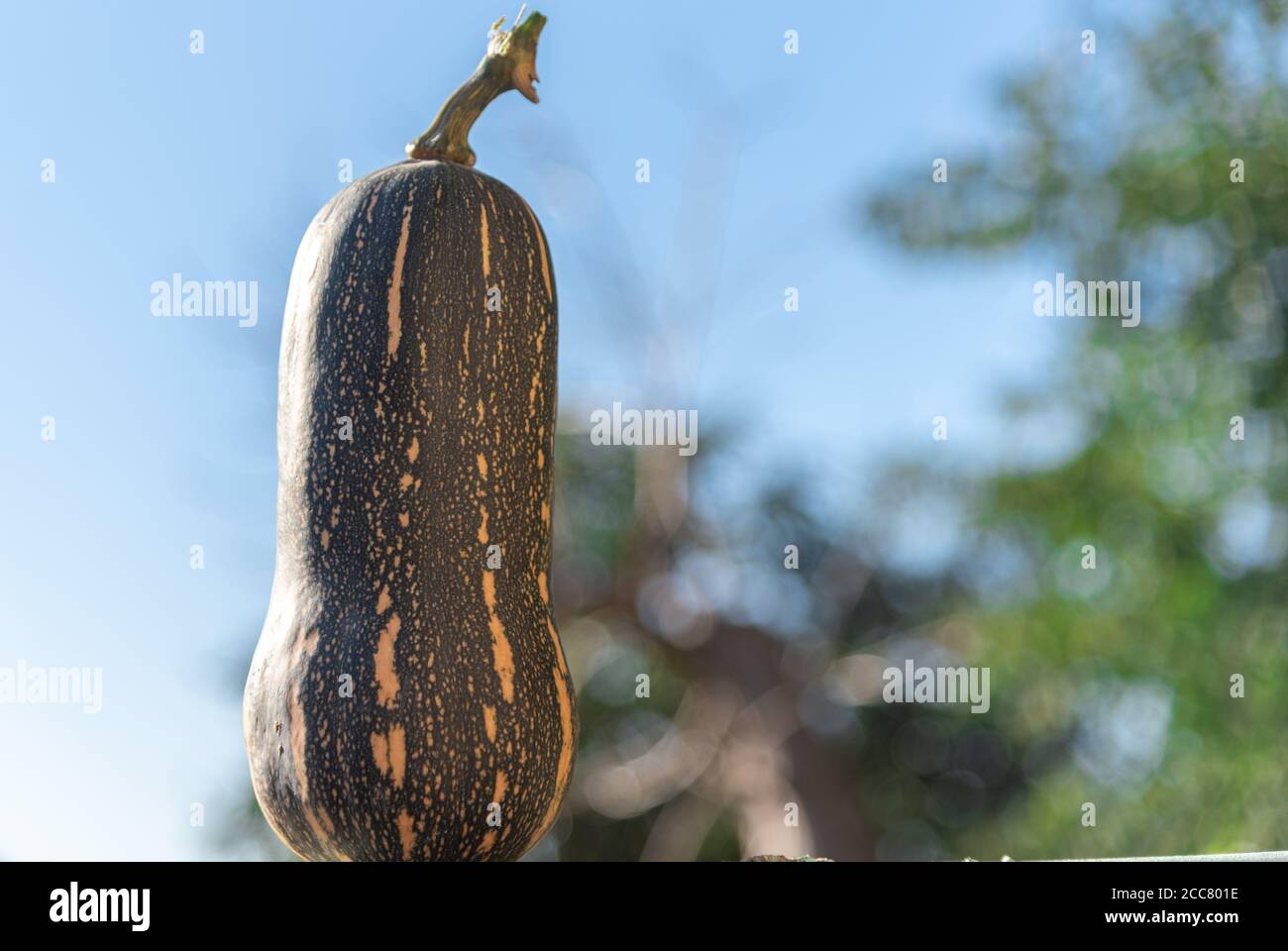 Cou de citrouille. La citrouille parfumée (Cucurbita moschata) est une espèce indigène de l'Atlantique moyen et du sud-est des États-Unis, ainsi que de Porto Rico. Banque D'Images