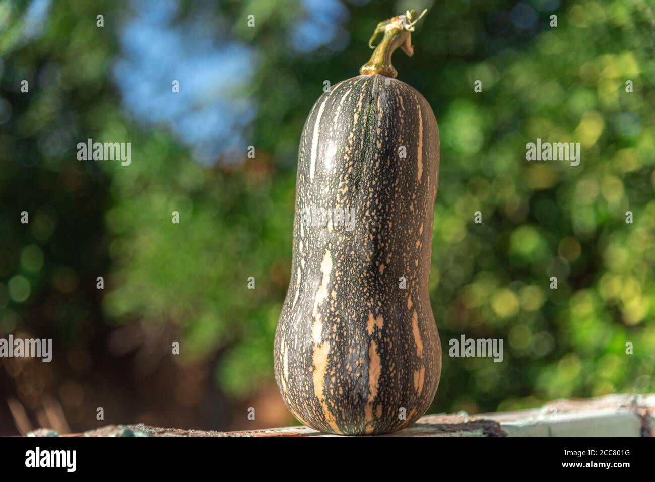 Cou de citrouille. La citrouille parfumée (Cucurbita moschata) est une espèce indigène de l'Atlantique moyen et du sud-est des États-Unis, ainsi que de Porto Rico. Banque D'Images