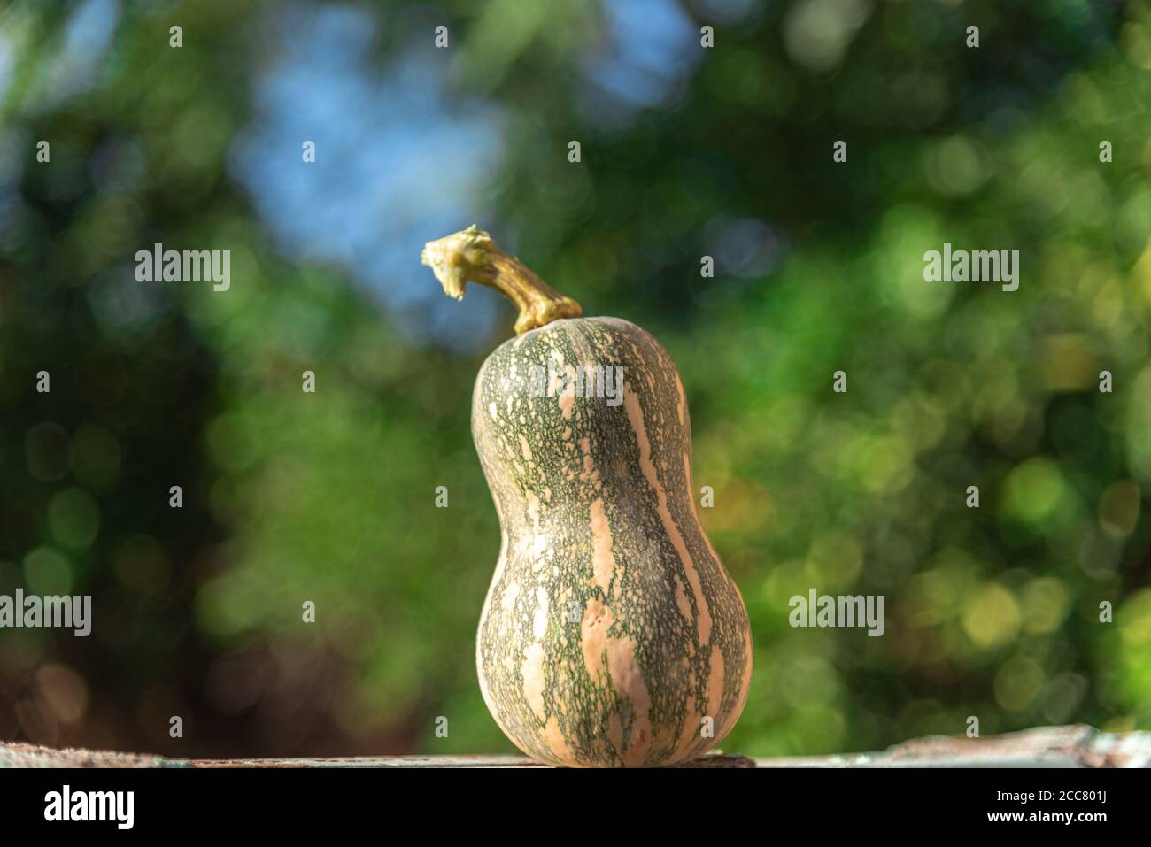 Cou de citrouille. La citrouille parfumée (Cucurbita moschata) est une espèce indigène de l'Atlantique moyen et du sud-est des États-Unis, ainsi que de Porto Rico. Banque D'Images