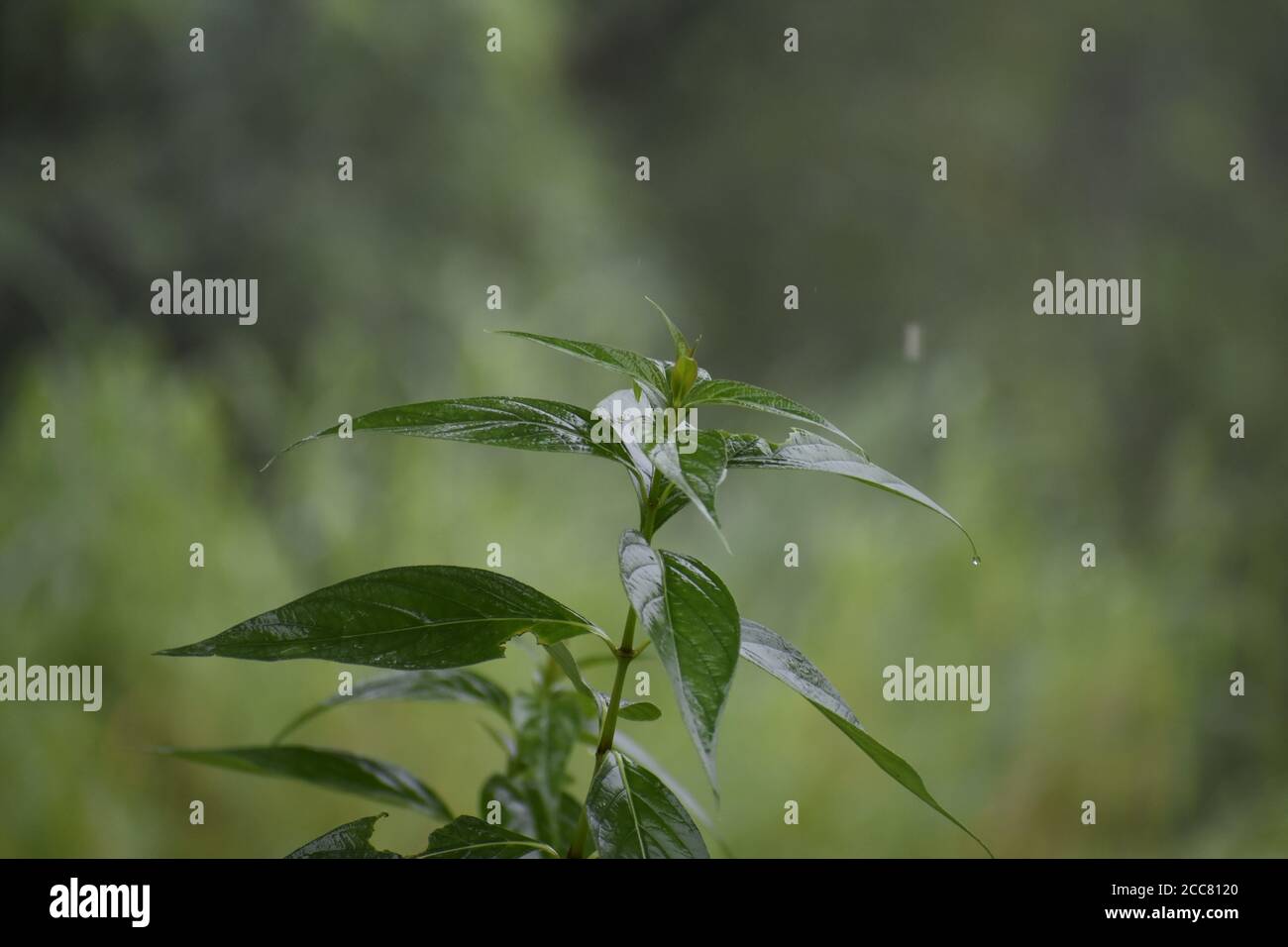 Ressentez la beauté de la nature à travers elle .. Aide dans l'édition Banque D'Images