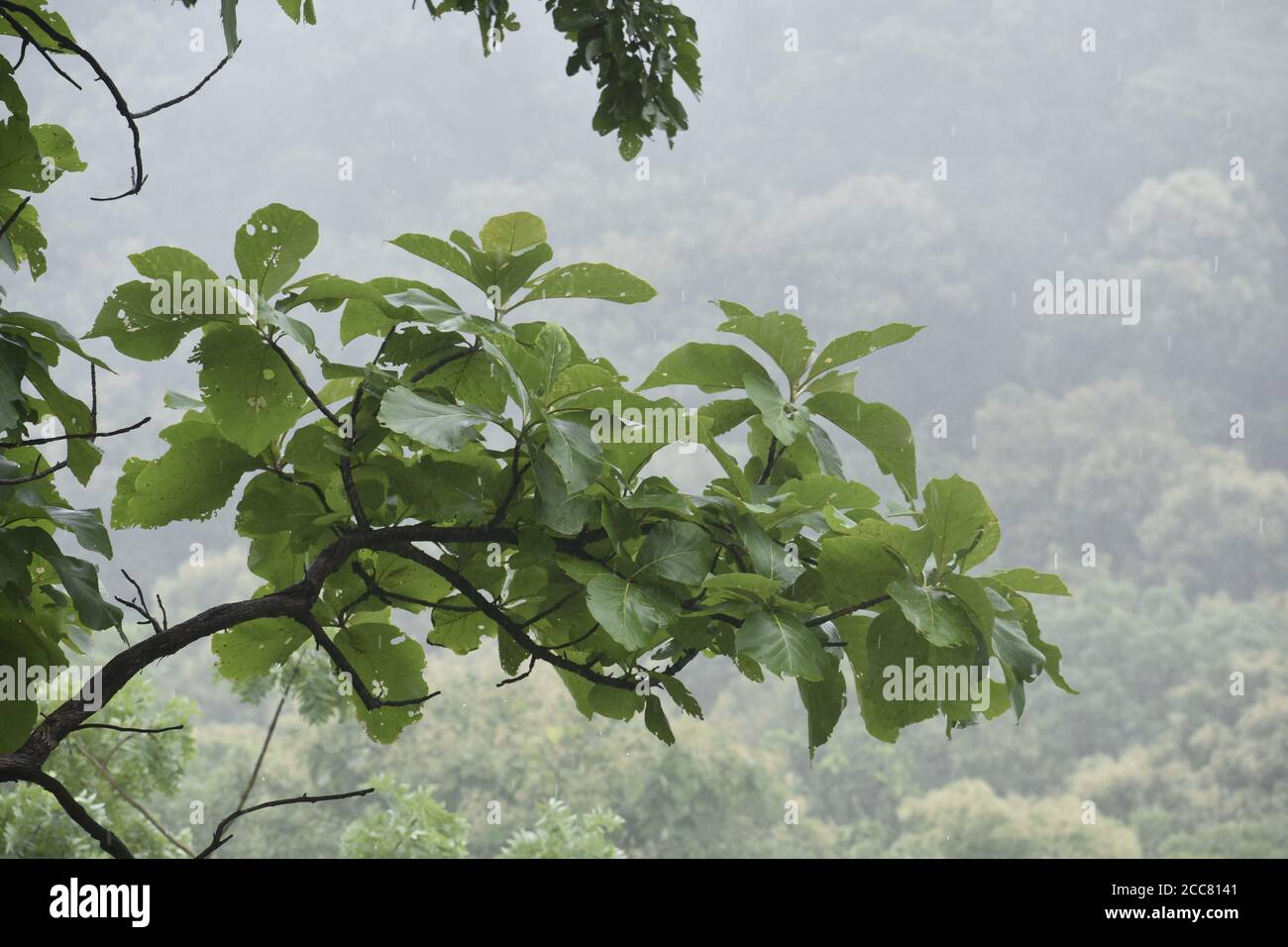 Ressentez la beauté de la nature à travers elle .. Aide dans l'édition Banque D'Images