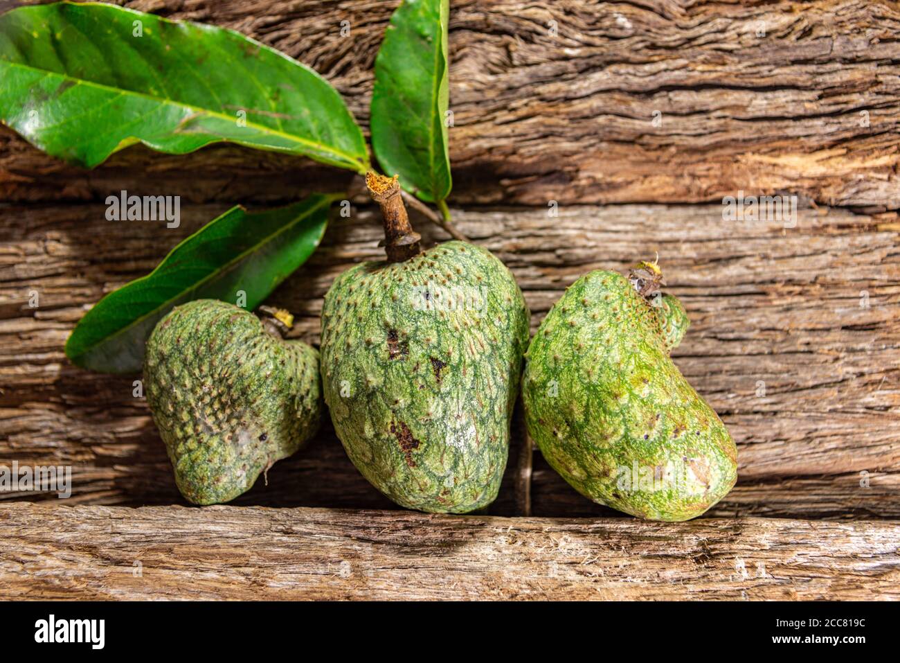 Atemoia fruit et feuille. Atemoia est un fruit hybride qui est obtenu en croisant le cherimoia (Annona cherimola, Mill) avec des fruits d'ananas (Annona squamos Banque D'Images