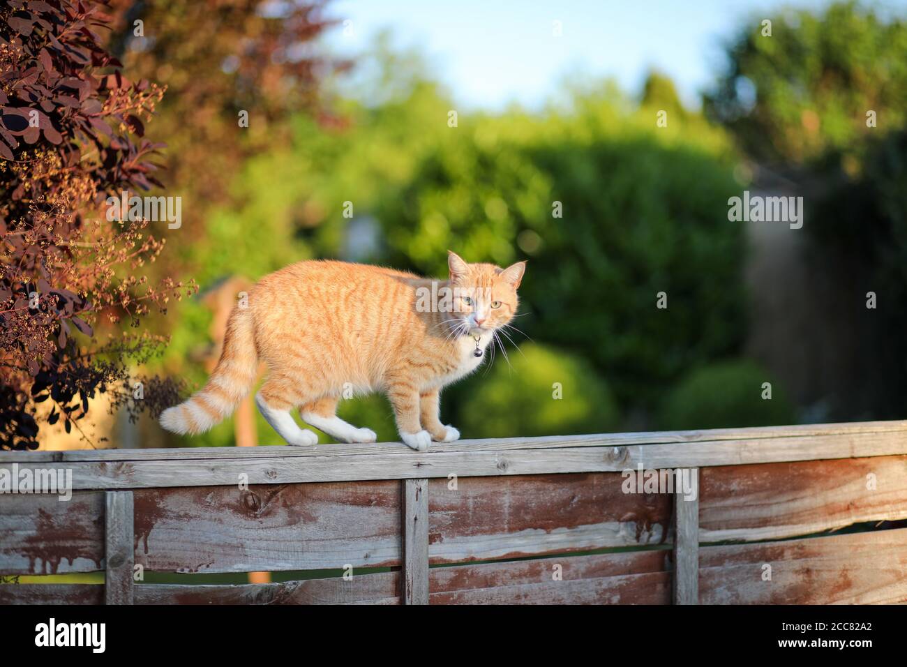 Petit chat sur une clôture de jardin abîmé Banque D'Images
