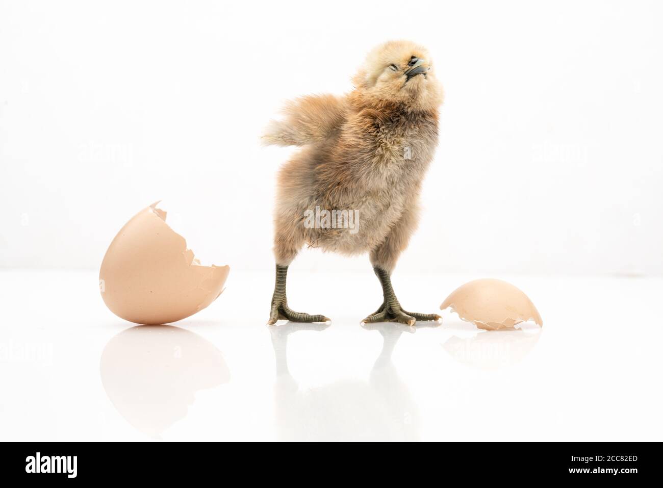 Œuf brun et poulet isolés sur fond blanc, petits poussins et coquilles d'œufs. Banque D'Images