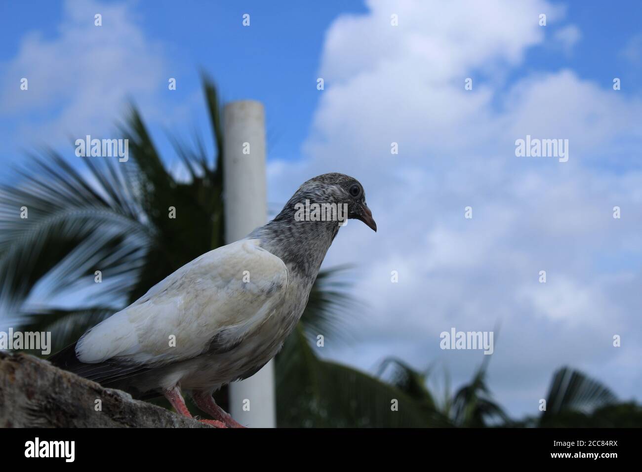 Oiseau de pigeon volant haut sur la main gros plan naturel photograp[hy Banque D'Images