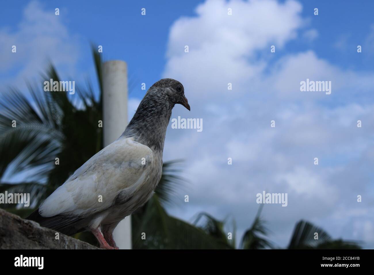 Oiseau de pigeon volant haut sur la main gros plan naturel photograp[hy Banque D'Images