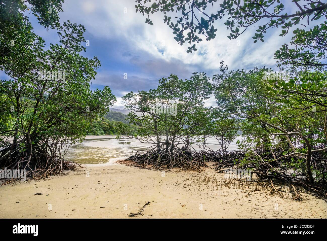 Mangroves à Myall Beach, Cape Tribulation dans le parc national de Daintree, péninsule de Cape York, extrême nord du Queensland, Australie Banque D'Images