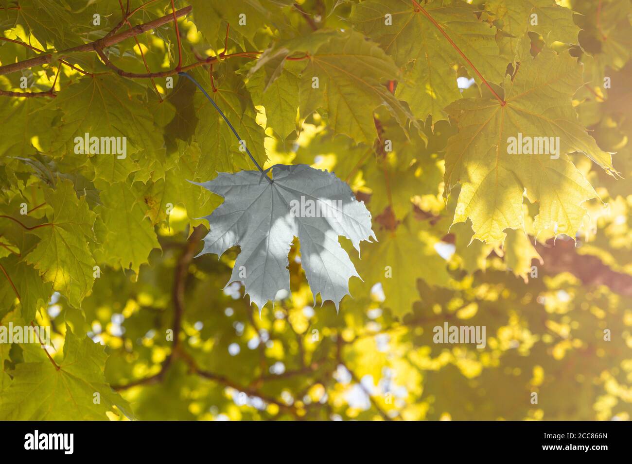 feuille d'érable noir et blanc argent unique entre feuilles d'érable jaune doré, par jour, au coucher du soleil, image aux tons noir et blanc Banque D'Images