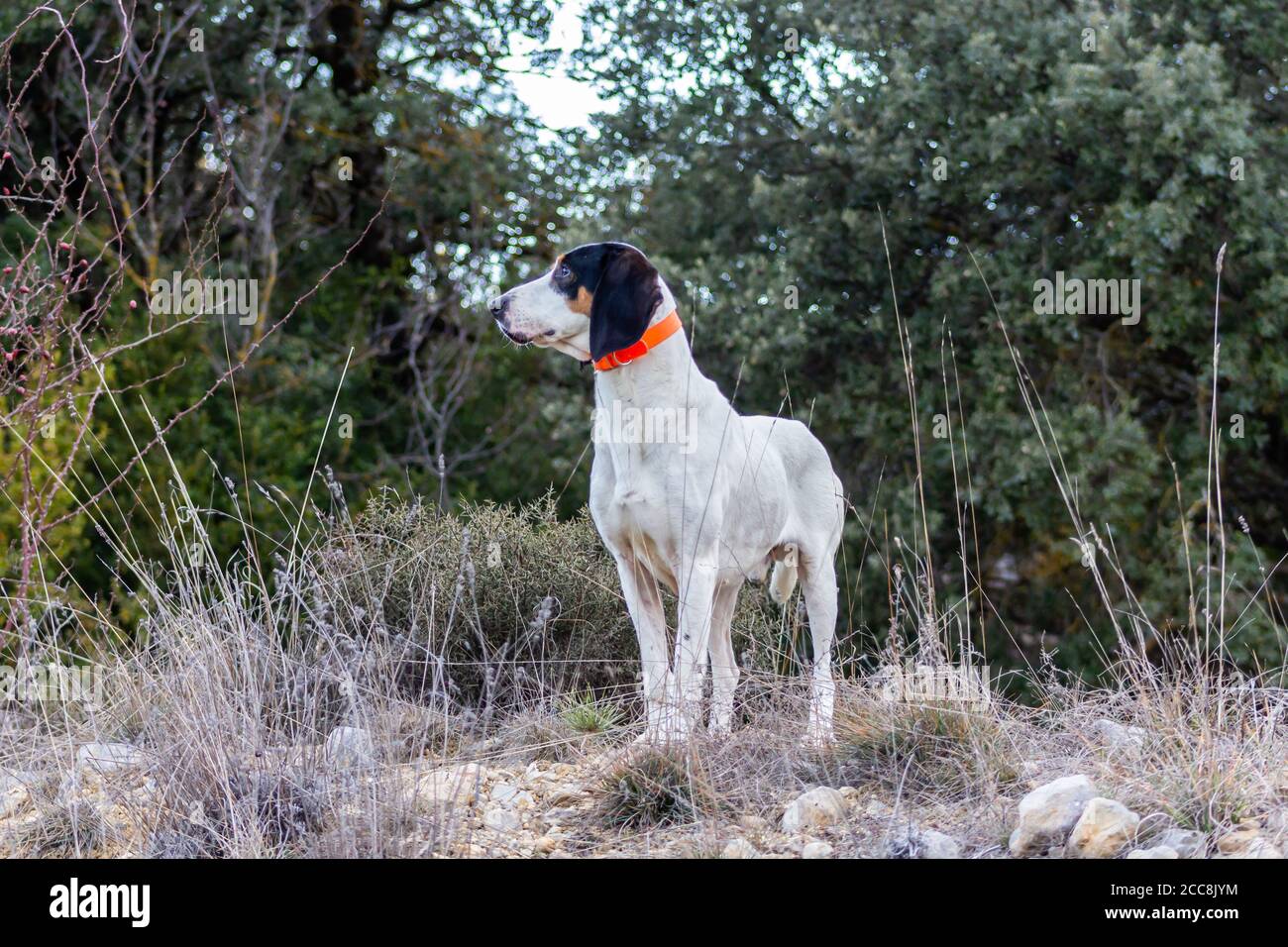 Vue d'un chien de chasse en profil sur la montagne Banque D'Images
