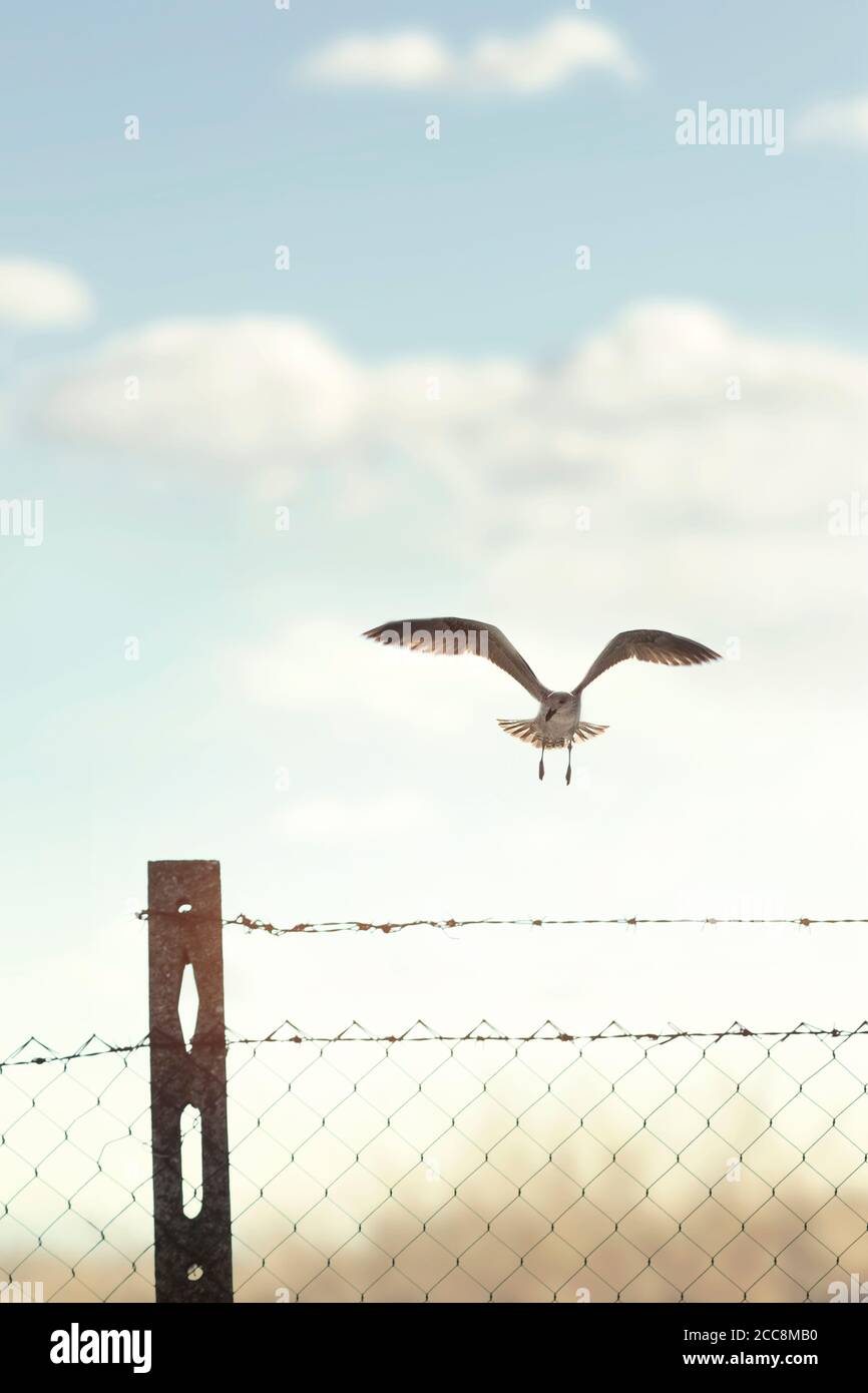 les oiseaux libres vole sur la ligne limite entre la liberté et prison Banque D'Images