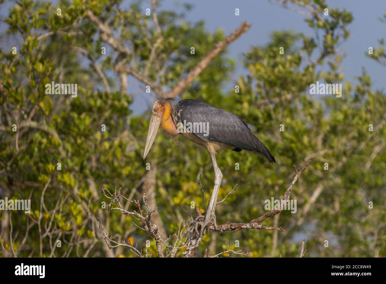 Petit Adjutant se bassiant au soleil d'hiver sur un arbre nu, Parc national de Sundarban, Bengale-Occidental, Inde Banque D'Images