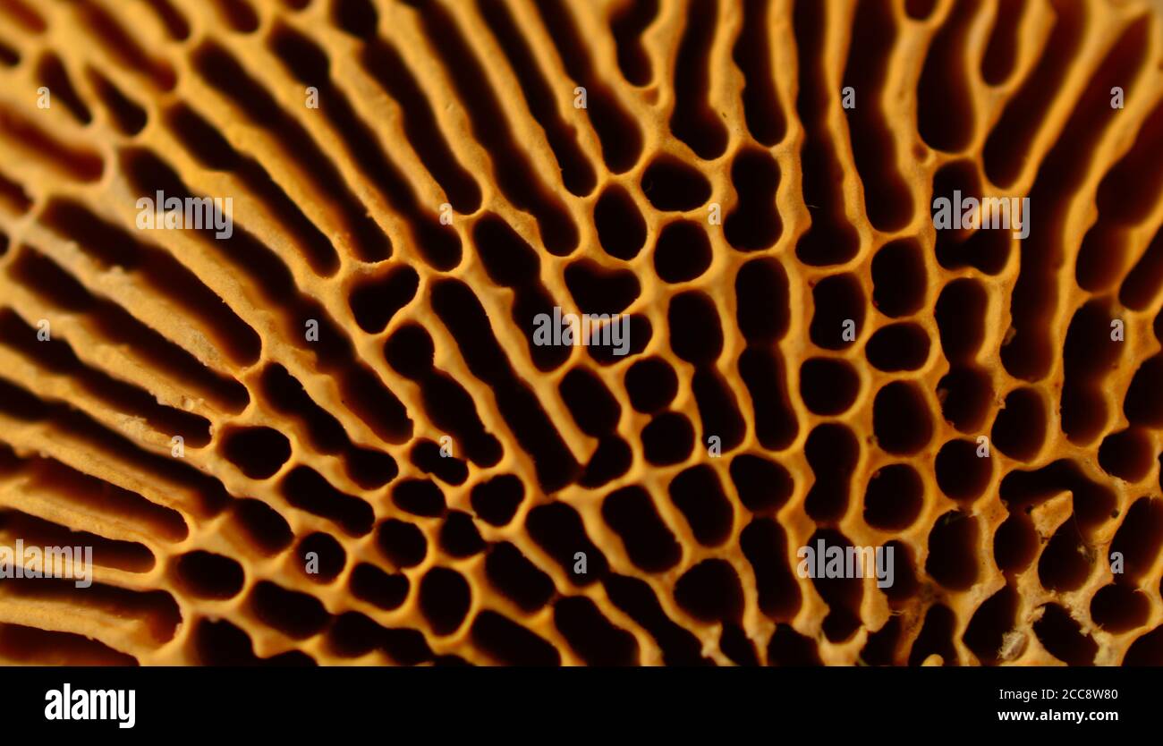 Motifs naturels. Dans les arts visuels, la texture est la qualité de surface perçue d'une œuvre d'art. Banque D'Images