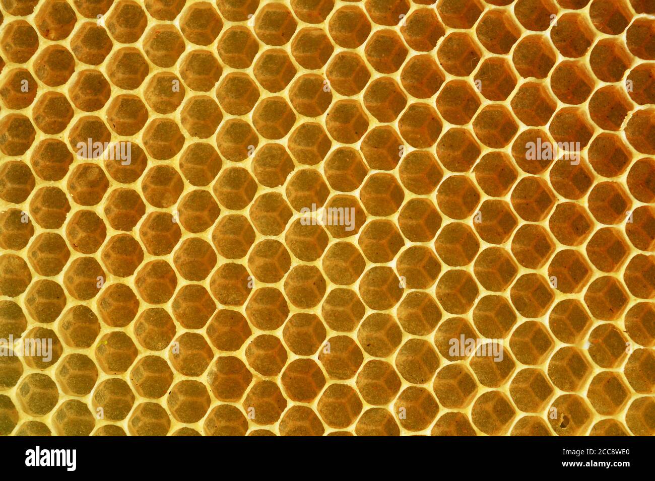 Un nid d'abeilles est une masse de cellules de cire prismatique hexagonales construites par les abeilles dans leurs nids pour contenir leurs larves et leurs stocks de miel et de pollen. Banque D'Images