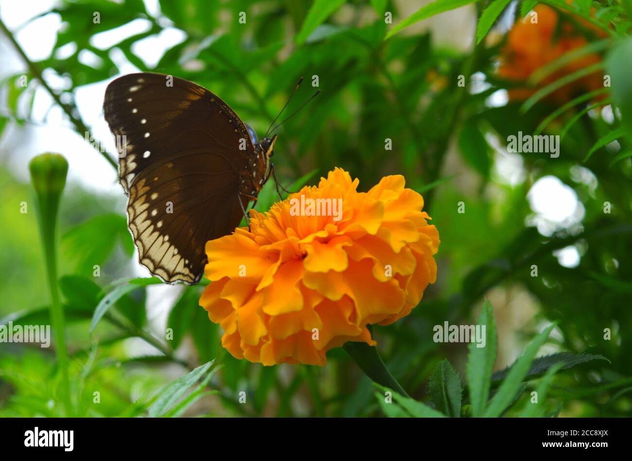 Papillon sur une fleur. Les papillons obtiennent le nectar de plantes indigènes de la région dans laquelle ils vivent. Banque D'Images