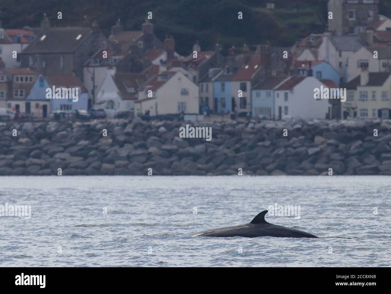 Petit rorqual dans la mer du Nord au large de Staithes cet été Banque D'Images